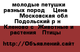 молодые петушки разных пород  › Цена ­ 1 800 - Московская обл., Подольский р-н, Кленово с. Животные и растения » Птицы   